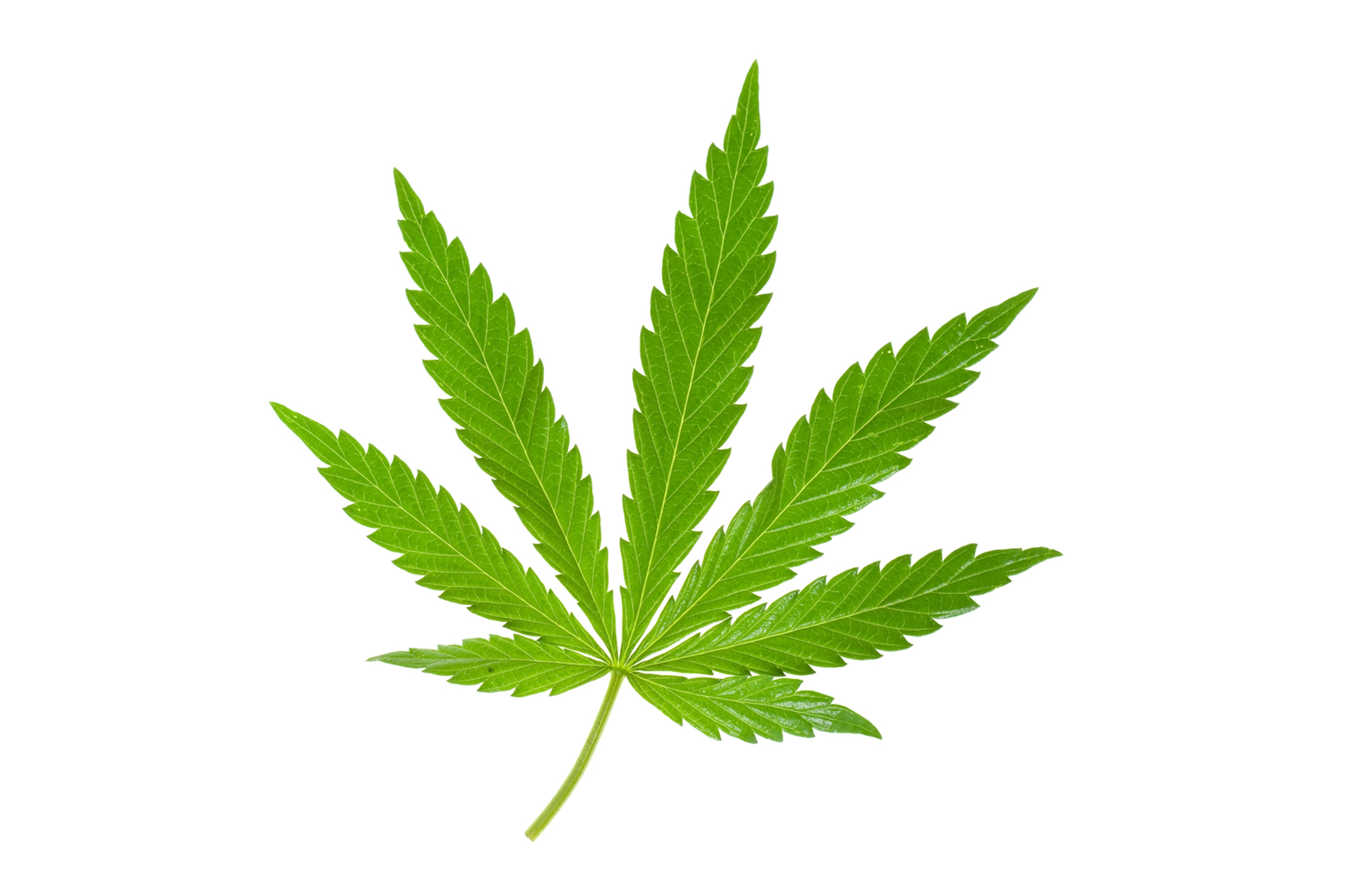 P2426-RT Multi-method pesticides in hemp (cannabis) leaves
