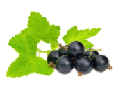 Picture of black currant