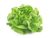 Picture of lettuce