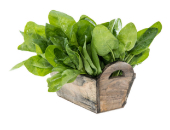 Picture of a spinach